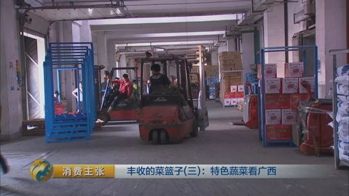 100多斤的冬瓜 像西瓜一样的木瓜......广西的各种特色蔬菜,您吃过吗