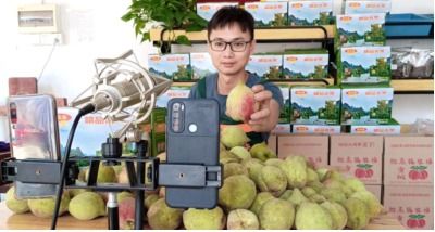 广西平乐县,生态水果成网红产品
